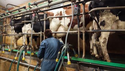 De Belgische melkprijs over november 2024 bij Vreugdenhil Dairy Foods is vastgesteld op 54,15 euro per 100 l melk, zonder btw.