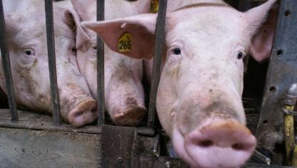 Antibiotica die wegvallen als middel door antibacteriële resistentie is een reëel gevaar. Er is bijvoorbeeld een stijging waargenomen in resistentie aan benzylpenicilline bij 2 pathogenen van varkens.