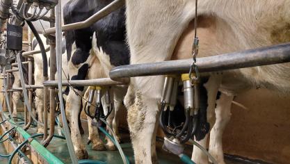 Op termijn vreest men voor gevolgen van blauwtong, zoals onvruchtbaarheid, vroeggeboorte en verminderde melkproductie.