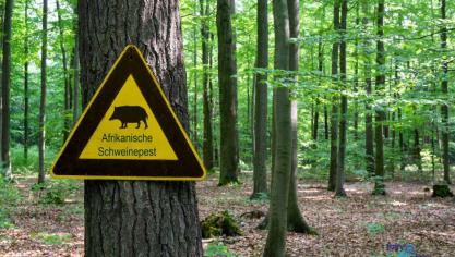 Het FAVV vraagt jagers te overwegen om niet te jagen in risicogebieden voor Afrikaanse Varkenspest.