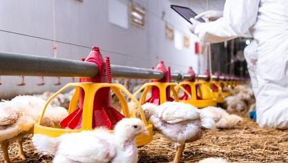 Door de hygiënestatus van het pluimveebedrijf te handhaven en de basisnormen voor bioveiligheid te volgen, kunnen we het risico op besmetting van het bedrijf en de dieren aanzienlijk verkleinen.