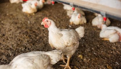 Om de Belgischepluimveestapel zoveel mogelijk te beschermen zal vanaf 23 november opnieuw de afschermplicht worden ingevoerd voor vogels en pluimvee van alle commerciële en in Sanitel geregistreerde pluimveehouderijen.