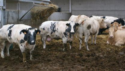 Coevia meldt dat de prijzen voor BWB-koeien deze week sterk stijgen.