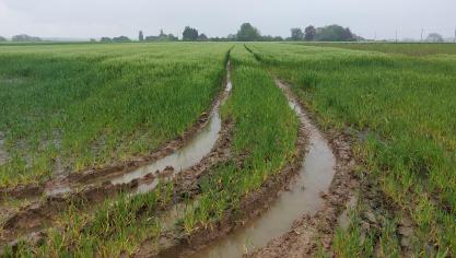 Vooral de akkerbouw is zwaar getroffen, met 26,3% minder omzet dan in 2023.