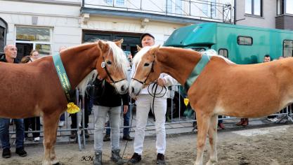 Dia-More (Liz Wales x Diana II EL) van Ken De Smet uit Sint-Lievens-Houtem werd uitgeroepen tot dagkampioene. Sunny van het hof ten Beukenboom (Sternblick de L