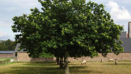 Als kastanjebomen gezond blijven, kunnen ze tot 500 jaar oud worden.