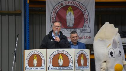 Gedeputeerde Tom Dehaene tijdens de opening van het grondwitloofseizoen op het bedrijf van teler Jos Nijs in Gelrode.