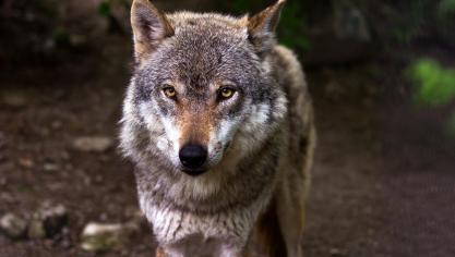 Europa wijzigt de beschermingsstatus van de wolf van 'streng beschermde diersoort' naar 'beschermde diersoort'.