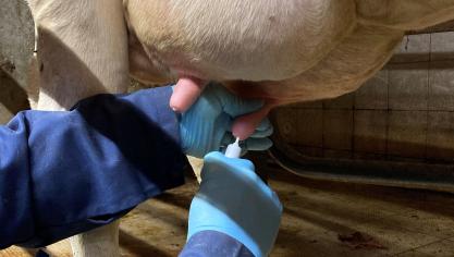 Het toedienen van een uierpreparaat: antibioticabehandelingen in de uier tijdens de lactatie of bij het droogzetten kunnen op een meer verantwoorde manier door selectief droog te zetten en door selectief te behandelen.