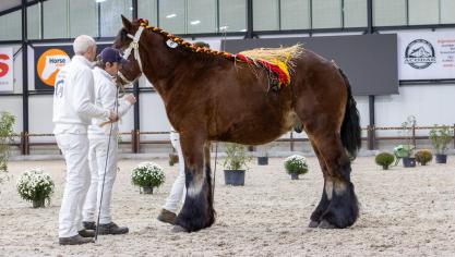 Porthos van ’t Wassegemhof, gefokt bij Pascal Walraet uit Deftinge.