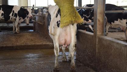 66% van de melkveehouders heeft een koeborstel in de stal