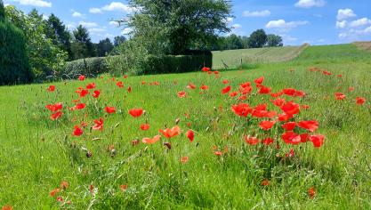 Een bloemrijk grasland in de tuin kan de basis vormen voor heel wat biodiversiteit.