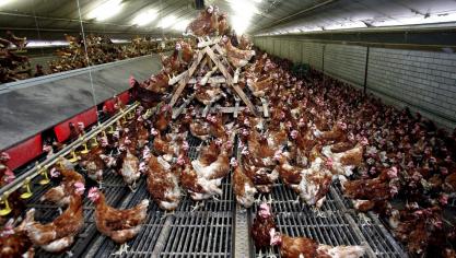 Inhet noorden van Friesland isop een pluimveebedrijf vogelgriep vastgesteld.