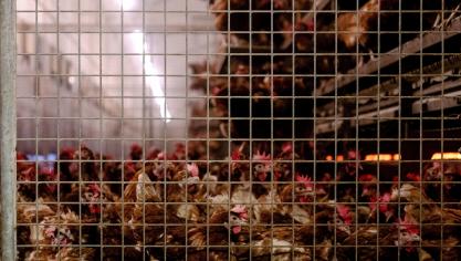 Volgenshet Harrison Collectiefverbiedt de Europese Transportverordening het vangen van kippen aan de poten al jarenlang, maar worden overtredingen in Vlaanderen niet bestraft.