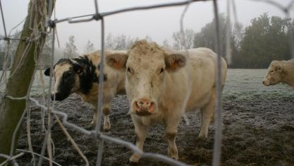 De nutriëntenemissierechten van sommige landbouwers die NER overnamen in 2024 zouden door een interpretatiefout 2 keer afgeroomd worden.