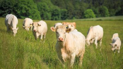 Denemarken voert als eerste land ter wereld een heffing in op de emissies van vee. Dat voorbeeld wordt niet gevolgd door de andere Europese lidstaten.