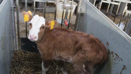 De Kamercommissie Gezondheid heeft op 17 december het licht op groen gezet voor de verplichte vaccinatie van runderen en schapen tegen blauwtong vanaf 1 januari 2025.