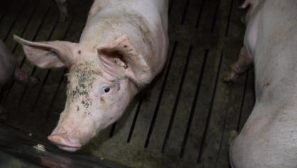Het gebrek aan slachthuizen voor varkenshouderijen in de korte keten is een groot probleem.