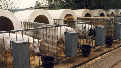 Bedrijven met meer dan 5 kalveren moeten voor de individuele huisvesting van kalveren specifieke voorschriften inzake dierenwelzijn naleven.