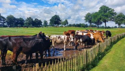 Agractie vindt dat Nederland steeds verder weg zakt in het stikstofmoeras.