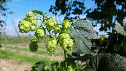 Minister Brouns benadrukt dat de hopsector cruciaal is voor Vlaanderen.