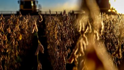 Brazilië en Argentinië bereiden zich voor op een recordoogst van soja, omdat de inzaai zeer voorspoedig is verlopen. Zuid-Amerika geniet momenteel ook vrijwel perfecte weersomstandigheden.