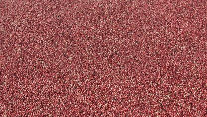 De oogst van cranberry’s is gebaseerd op het drijfvermogen van de vruchten, nadat men de percelen laat overstromen.
