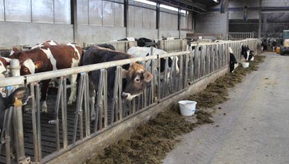 Het doel van het project Rammonia is het verhogen van de keuzemogelijkheden op het vlak van ammoniakuitstoot-verminderende maatregelen voor veehouders.