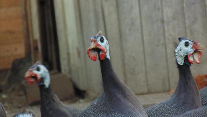 In Frankrijk werd hoogpathogene vogelgriep vastgesteld op 2 bedrijven. Zowat 500 kippen en parelhoenders werden geruimd.
