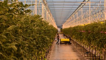 BelOrta haalde in 2024 een totale productomzet van 665 miljoen euro.