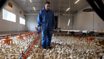 Virologen bij ons buigen zich over de toenemende omvang van vogelgriep in de VS.