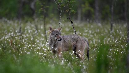 Zweden zou de jacht op wolven verhogen.