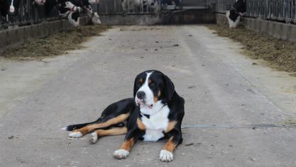 Een goed getrainde waakhond blijkt nog steeds een goede afschrikking voor diefstallen  op een boerderij.
