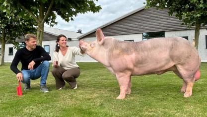 Edonis, winnaar van de Gouden Piétrain Award 2024, gefokt door Luk Vermeiren uit Rijkevorsel, en in eigendom van KI Vansteenlandt in Krombeke.
