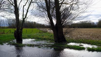 De wortels van bomen zouden ook tijdens de winter blijven voortgroeien, ook al stopt de boom zelf daar mee.
