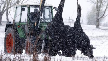 Een tractor verwijdert een karkas van een van de aan MKZ gestorven waterbuffels in Hoppegarten (Duitsland).