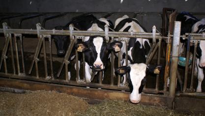 Op vrijdag 10 januari werden 1 IBR-haard en 2 inslepen bevestigd in Oost-Vlaanderen.