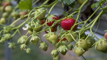 Proefcentrum Pamel deed vooral onderzoek naar klein fruit, zoals aardbeien.