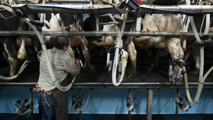Binnen Europa valt de heel stevige melkproductie van het Verenigd Koninkrijk op.