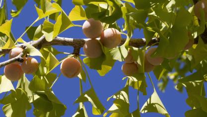 Het typische waaiervormige blad van de ginkgo kleurt in de herfst mooi goud en in de warme zomer draagt de boom veel noten die omgeven zijn door een zaadhuis van zacht vruchtvlees.