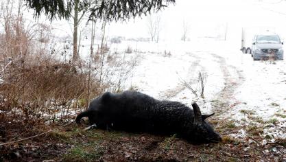 Vooralsnog is de uitbraak op een boerderij met waterbuffels in de Duitse Deelstaat Brandenburg de enige vastgestelde haard.