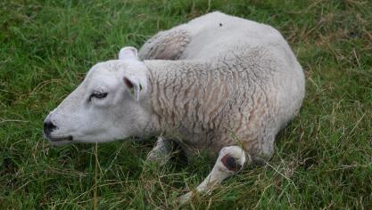 Drie vaccins voor de dierziekte blauwtong kregen vorig jaar een tijdelijke toelating voor de markt.