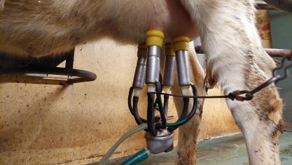 DGZ en MCC introduceren nieuwe analyses op rauwe melk om vogelgriep in melkvee op te sporen.