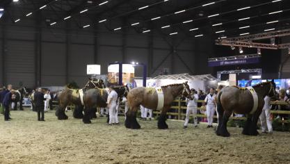 Zicht op het nationaal kampioenschap trekpaardmerries.