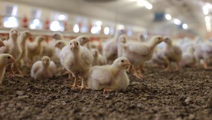 Binnen de Vlaamse Raad voor Dierenwelzijn stelt een werkgroep  aanbevelingen op om  het dierenwelzijn te verbeteren in het hele proces.