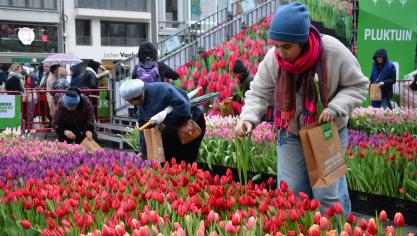 6.900 bloemenplukkers mochten elk een bosje van 15 gratis tulpen uitkiezen.
