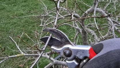 Gezond boerenverstand en enkele algemene snoeiregels, meer heb je niet nodig om te snoeien in de siertuin.