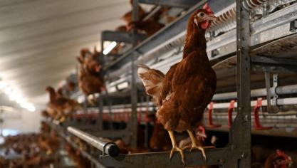 In Hoogstede, een gemeente in de Duitse deelstaat Nedersaksen, werd vogelgriep vastgesteld op een legbedrijf.