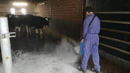 ILVO voerde een proef uit bij jongvee door 3 keer per week zeolieten over het stro in de ILVO-stallen te strooien.