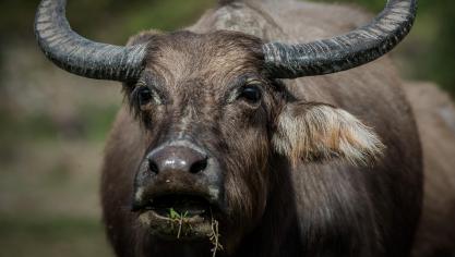 Eind vorig jaar werden 6 waterbuffels gedood door te hoge concentraties PFAS in hun lijf.